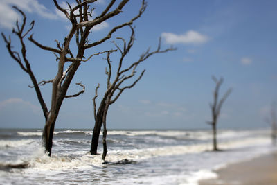 Tree on beach against sky