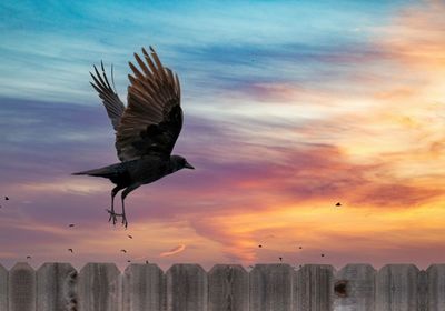 bird