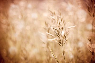 Close-up of wheat field