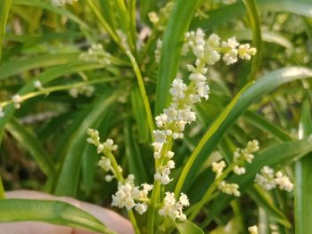 Close-up of white flowering plant