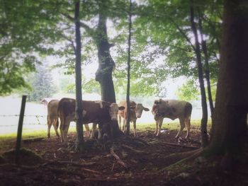 Sheep grazing on field