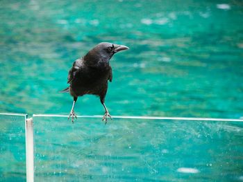 Crow perching on glass railing by lake