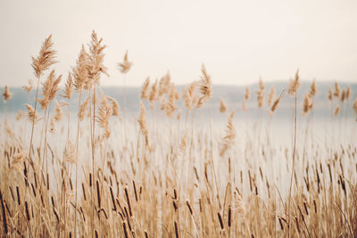 Close-up of wheat field against sky