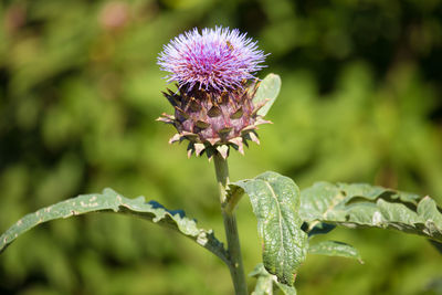 Close-up of thistle blooming outdoors