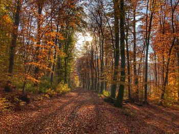 Trees in forest during autumn