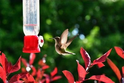 Side view of woodpecker flying next to hanging water container