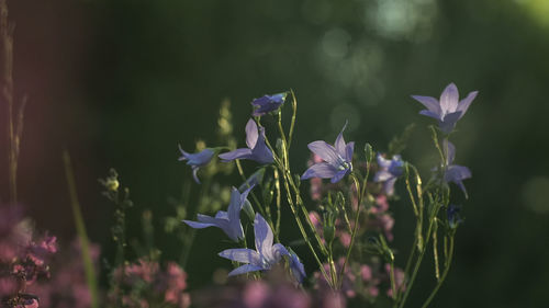Close-up of purple flowering plant