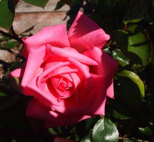 Close-up of pink rose blooming outdoors