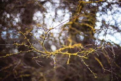 Close-up of leaves on tree