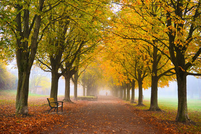 Avenue trees in autumn in the early foggy morning, seepark, freiburg im breisgau, germany