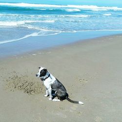 Dog sitting on sand at beach against sky