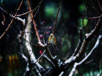 Close-up of twigs against blurred background