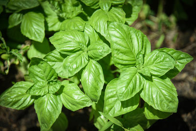 Close-up of wet leaves