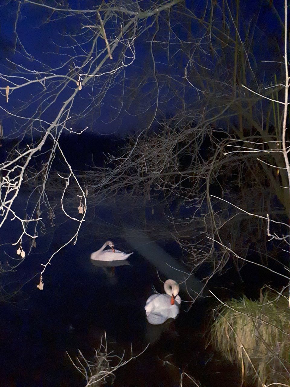 VIEW OF BIRDS IN LAKE