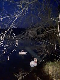 View of birds swimming in lake at night