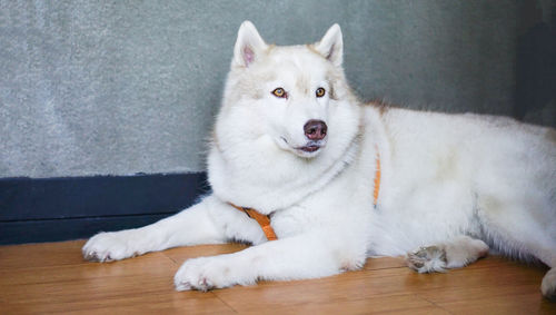 Portrait of white dog sitting on floor at home