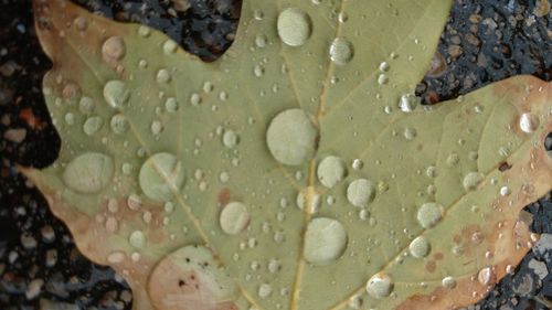 Close-up of water drops on leaf