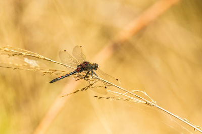 Close-up of insect