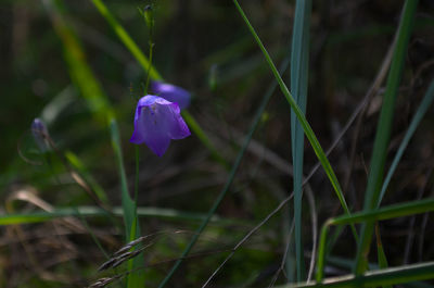 Close-up of purple crocus flowers on field