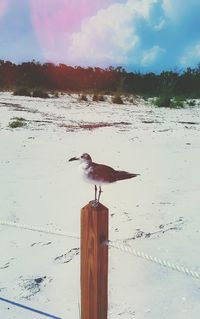 Birds perching on beach against sky