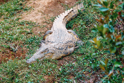 High angle view of lizard on field