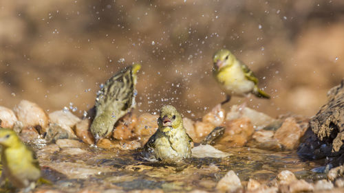 Close-up of fish swimming in sea