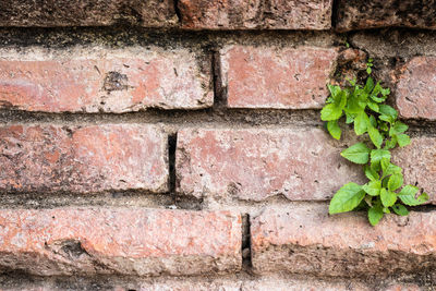 Close-up of brick wall