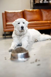 Portrait of white dog resting at home