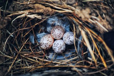 High angle view of eggs in nest