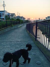 Dog on sidewalk against sky during sunset