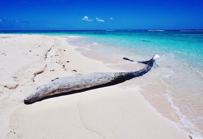 Driftwood on beach against sky