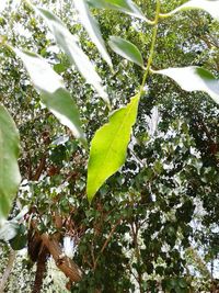 Low angle view of plants