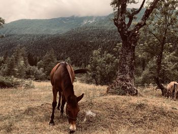 Horse standing in a field