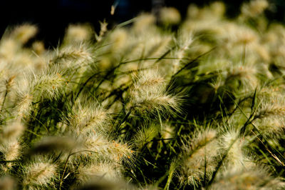 Full frame shot of plants on field