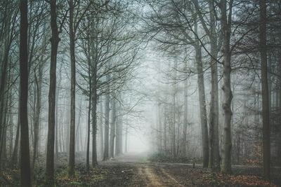 Trees in forest