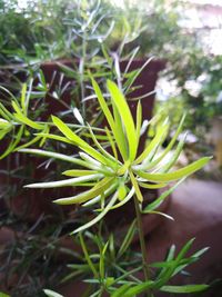 Close-up view of plant