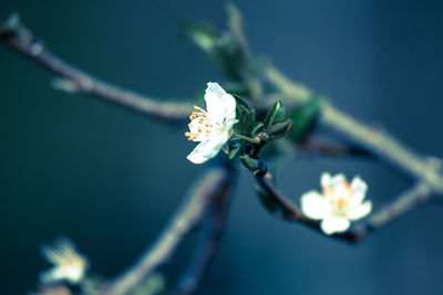 Close-up of white flowers