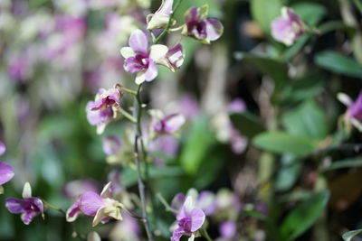 Close-up of pink flowering plant