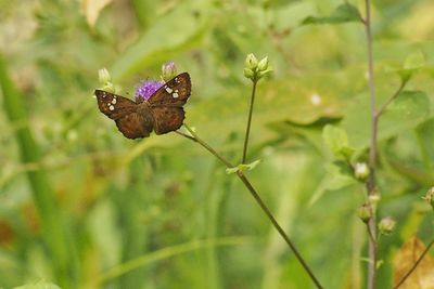 Close-up of butterfly on plant