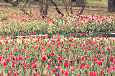 Close-up of pink tulips on field