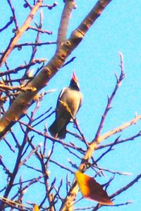 Low angle view of birds perching on branch