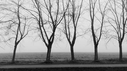 Bare trees on field
