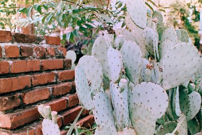 Close-up of succulent plant against wall