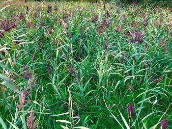 Full frame shot of plants growing on field