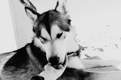 Close-up of dog on hand