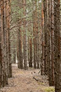 View of pine trees in forest