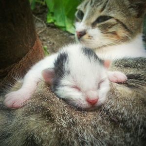 Close-up of cat sleeping