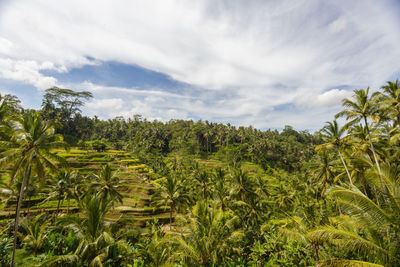 Scenic view of trees on field against sky