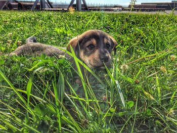 Close-up of dog on grassy field