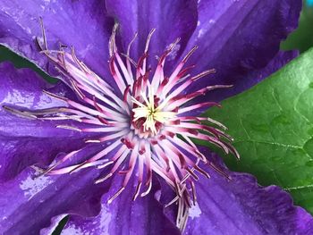 Close-up of purple flower